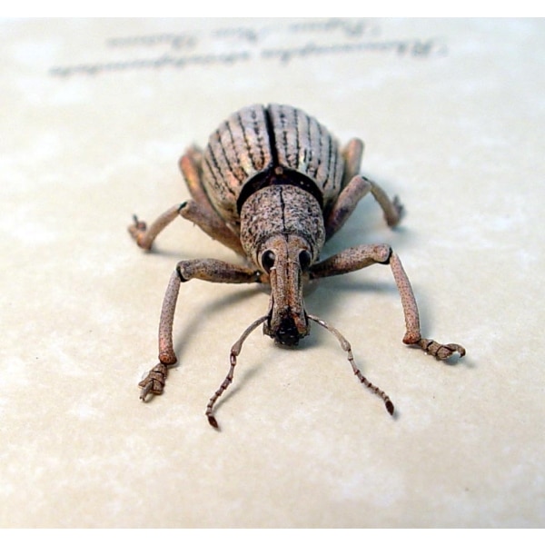 Rhinoscapha striatopunctata Glowing Peach Weevil Beetle Framed Taxidermy