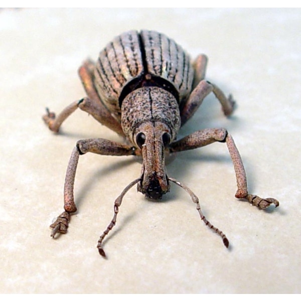 Rhinoscapha striatopunctata Glowing Peach Weevil Beetle