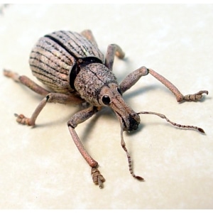Rhinoscapha striatopunctata Glowing Peach Weevil Beetle Framed Taxidermy