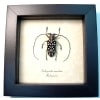 Stellognatha maculata Longhorn Beetle Madagascar Insect Framed Taxidermy Display
