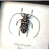 Stellognatha maculata Longhorn Beetle Madagascar Insect Framed Taxidermy Display