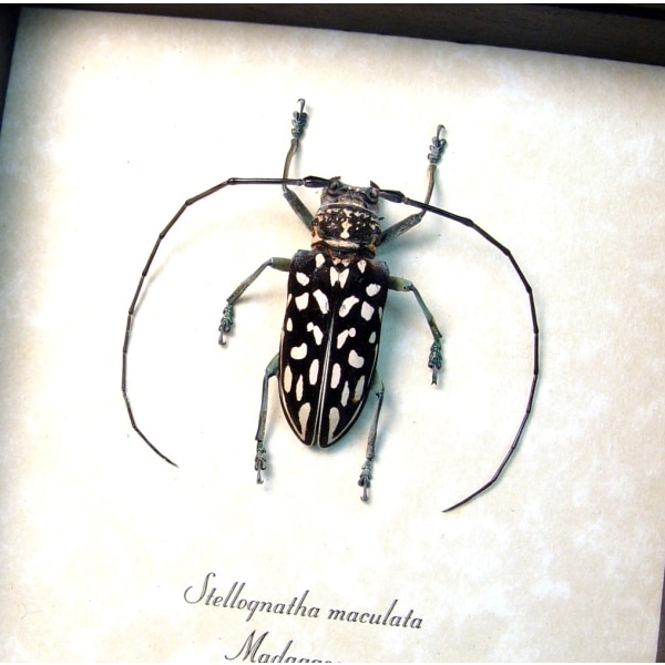 Stellognatha maculata Longhorn Beetle Madagascar Insect Framed Taxidermy Display