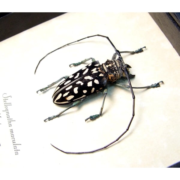 Stellognatha maculata Longhorn Beetle Madagascar Insect Framed Taxidermy Display