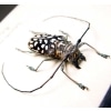 Stellognatha maculata Longhorn Beetle Madagascar Insect Framed Taxidermy Display