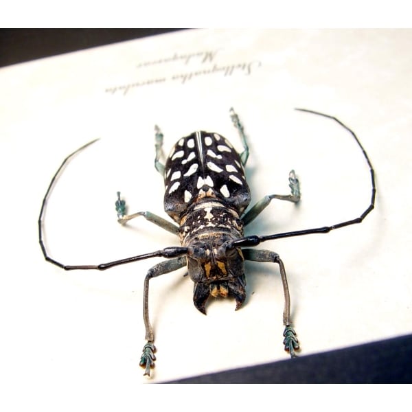 Stellognatha maculata Longhorn Beetle Madagascar Insect Framed Taxidermy Display