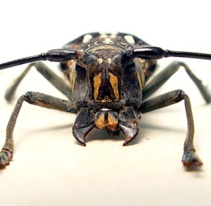 Stellognatha maculata Longhorn Beetle Madagascar Insect Framed Taxidermy Display
