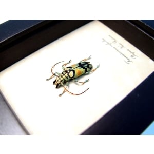 Tmesisternus rafaelae