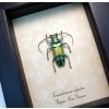 Tmesisternus rafaelae Green Gold Longhorn Beetle Framed Taxidermy Display