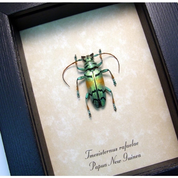 Tmesisternus rafaelae Green Gold Longhorn Beetle Framed Taxidermy Display