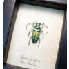Tmesisternus rafaelae Green Gold Longhorn Beetle Framed Taxidermy Display