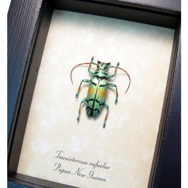 Tmesisternus rafaelae Green Gold Longhorn Beetle Framed Taxidermy Display