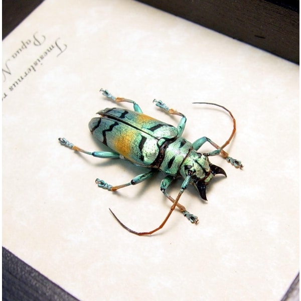 Tmesisternus rafaelae Green Gold Longhorn Beetle Framed Taxidermy Display