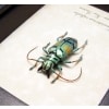 Tmesisternus rafaelae Green Gold Longhorn Beetle Framed Taxidermy Display