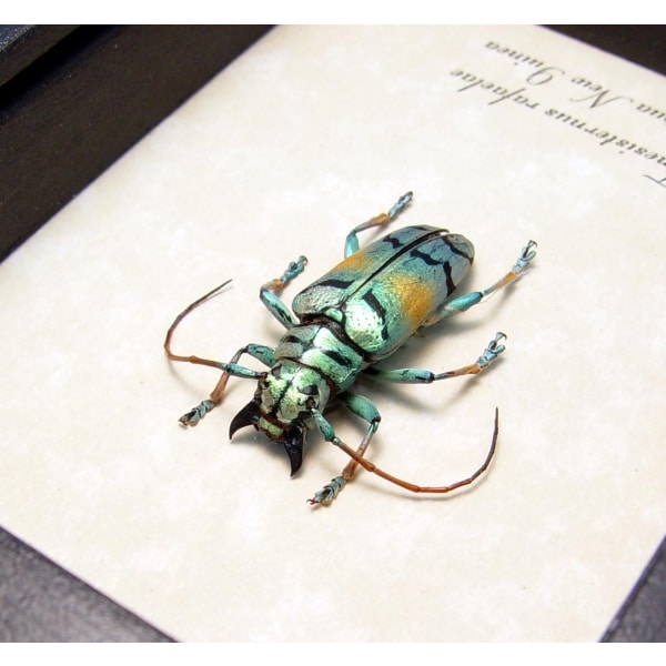 Tmesisternus rafaelae Green Gold Longhorn Beetle Framed Taxidermy Display