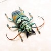 Tmesisternus rafaelae Green Gold Longhorn Beetle Framed Taxidermy Display
