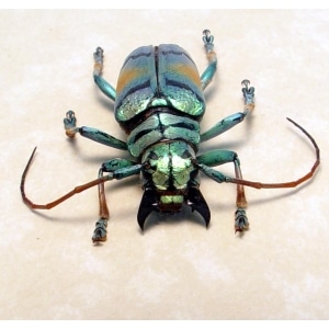 Tmesisternus rafaelae Green Gold Longhorn Beetle Framed Taxidermy Display