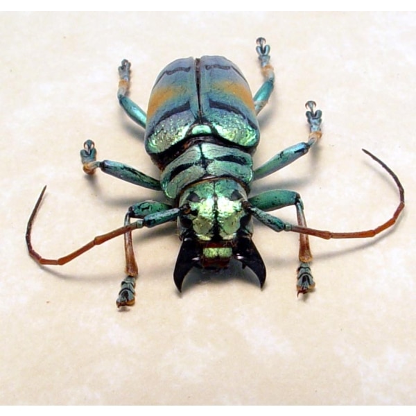 Tmesisternus rafaelae Green Gold Longhorn Beetle Framed Taxidermy Display
