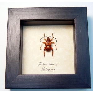 Trichroa oberthuri Red Devil Madagascar Longhorn Beetle Framed Taxidermy Display