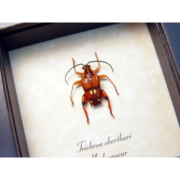 Trichroa oberthuri Red Devil Madagascar Longhorn Beetle Framed Taxidermy Display