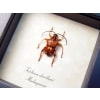 Trichroa oberthuri Red Devil Madagascar Longhorn Beetle Framed Taxidermy Display
