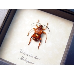 Trichroa oberthuri Red Devil Madagascar Longhorn Beetle Framed Taxidermy Display