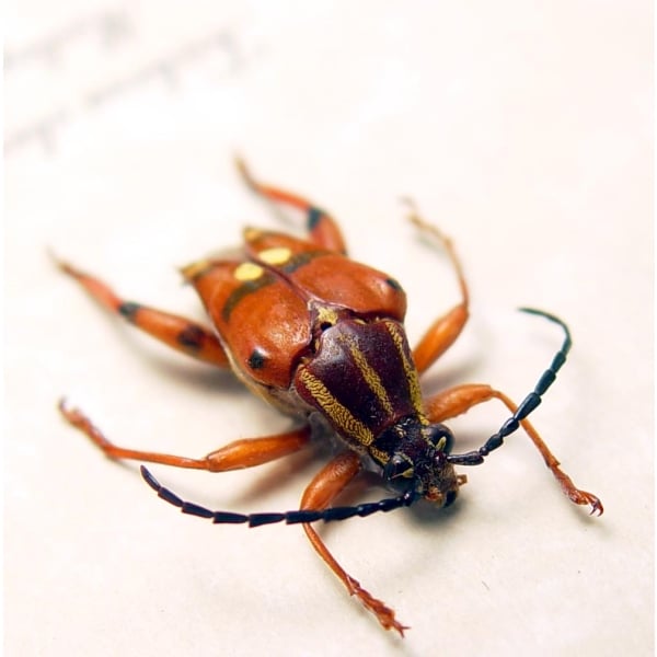 Trichroa oberthuri Red Devil Madagascar Longhorn Beetle Framed Taxidermy Display