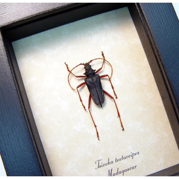 Tsivoka testaceipes Titanium Silver Longhorn Beetle Madagascar