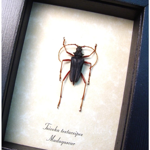Tsivoka testaceipes Titanium Silver Longhorn Beetle Madagascar