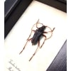 Tsivoka testaceipes Titanium Silver Longhorn Beetle Madagascar