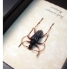 Tsivoka testaceipes Titanium Silver Longhorn Beetle Madagascar