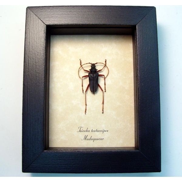 Tsivoka testaceipes Titanium Silver Longhorn Beetle Madagascar