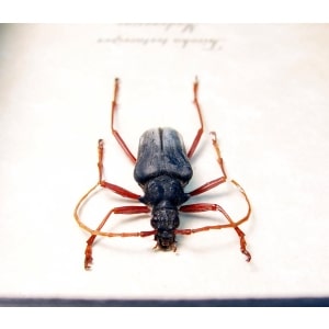 Tsivoka testaceipes Titanium Silver Longhorn Beetle Madagascar