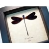 Vestalis luctuosa Electric Purple Damselfly Framed Taxidermy Display