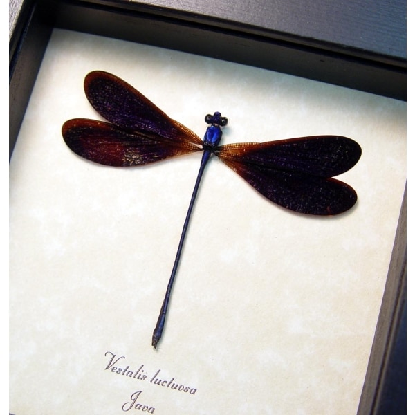 Vestalis luctuosa Electric Purple Damselfly Framed Taxidermy Display