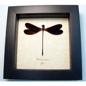 Vestalis luctuosa Electric Purple Damselfly Framed Taxidermy Display