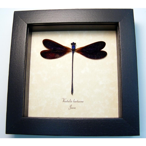 Vestalis luctuosa Electric Purple Damselfly Framed Taxidermy Display