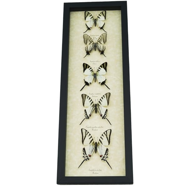 Wedding White Swallowtails Framed Butterfly Collection Taxidermy Display