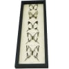 Wedding White Swallowtails Framed Butterfly Collection Taxidermy Display