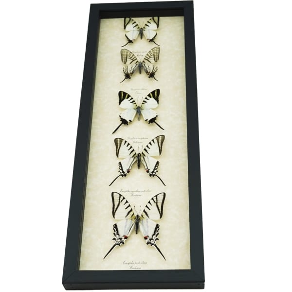 Wedding White Swallowtails Framed Butterfly Collection Taxidermy Display