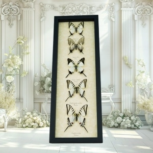 Wedding White Swallowtails Framed Butterfly Collection Taxidermy Display