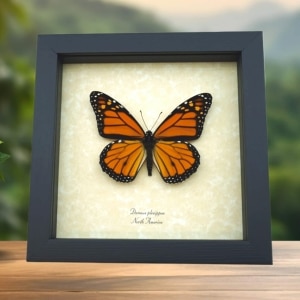 Danaus plexippus Framed Monarch North American Butterfly Taxidermy Display