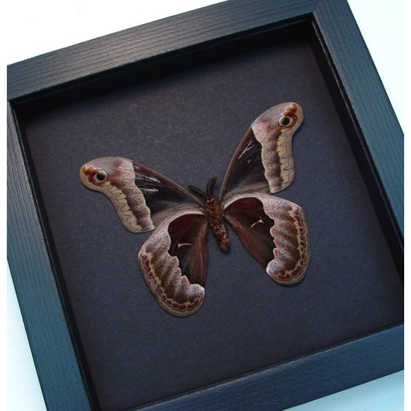 Callosamia promethea Male verso Silk Moth Framed Taxidermy Moonlight Display