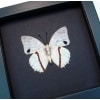 Charaxes hadrianus White African Butterfly Framed Taxidermy Moonlight Display