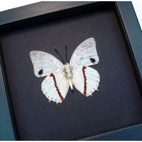 Charaxes hadrianus White African Butterfly Framed Taxidermy Moonlight Display