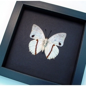 Charaxes hadrianus White African Butterfly Framed Taxidermy Moonlight Display