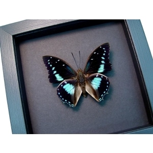Charaxes imperialis Imperial Blue Butterfly Framed Taxidermy Moonlight Display