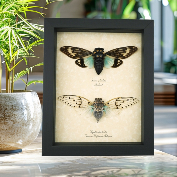 Real Framed Cicada Collection Blue White Ghost Cicadas Insect Taxidermy