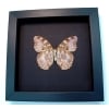 Cymothoe Beckeri Female Verso Butterfly Framed Taxidermy Moonlight Display