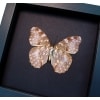 Cymothoe Beckeri Female Verso Butterfly Framed Taxidermy Moonlight Display