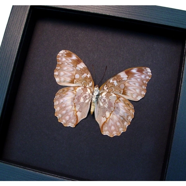 Cymothoe Beckeri Female Verso Butterfly Framed Taxidermy Moonlight Display